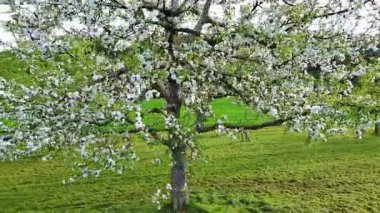 Parlak meyvemsi kültürel ağaç küçük beyaz çiçeklerle çiçek açar ve yuvarlanan bir kırsal alanda geniş bir çayırda bulutlu mavi gökyüzüne karşı durur. Video 4k UHD eş zamanlı