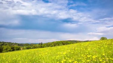 Yeşil yay, uzun çimenler ve sarı parlak karahindiba çiçekleri ile geniş, vahşi çayır mavi güneşli bulutlu bir gökyüzünün altında, tepelik bir Avrupa vadisinde. Video 4k UHD zaman ayarlı