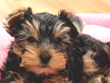 Güzel köpek yavrusu yorkshire korkunç bir yerde yatarken