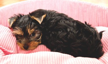 Güzel üzücü köpek yavrusu yorkshire korkunç bir yerde yatarken