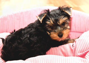 Güzel köpek yavrusu yorkshire korkunç bir yerde yatarken