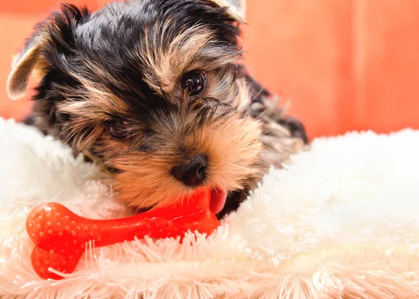 Mooie Pup Yorkshire Terrier Gnowing Speelgoed Steen — Stockfoto