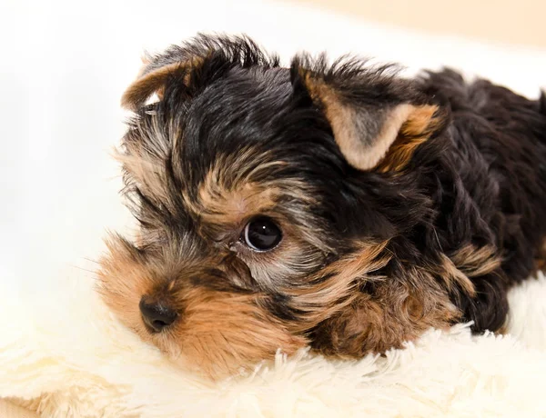 Güzel Köpek Yavrusu Yorkshire Terrier Koltukta Yalan — Stok fotoğraf