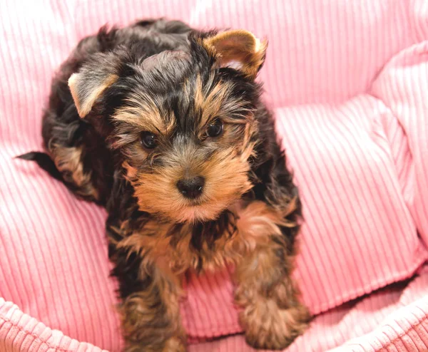 Bel Terrier Yorkshire Cucciolo Che Trova Piano — Foto Stock