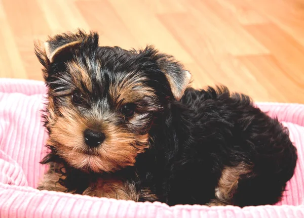 Güzel Köpek Yavrusu Yorkshire Korkunç Bir Yerde Yatarken — Stok fotoğraf