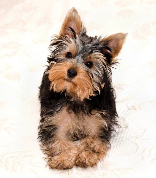 Güzel Köpek Yavrusu Yorkshire Terrier Koltukta Yalan — Stok fotoğraf