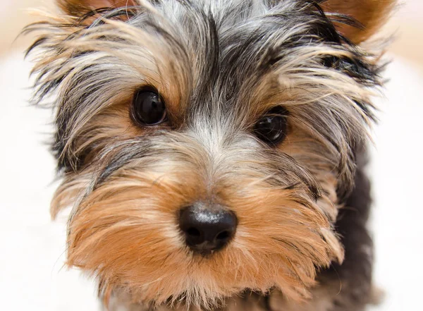 Güzel Köpek Yavrusu Yorkshire Terrier Portre — Stok fotoğraf