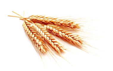 Beyaz bir arka plan üzerinde izole buğday kulak Mısır yakın çekim