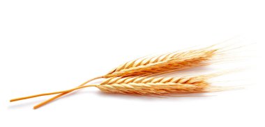 Beyaz bir arka plan üzerinde izole buğday kulak Mısır yakın çekim