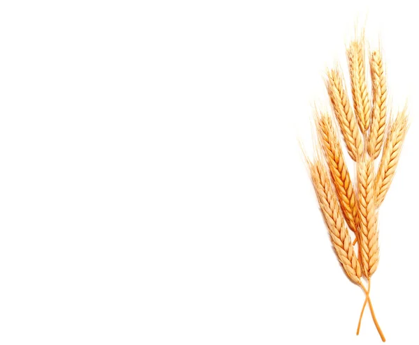 Weizen Ähren Mais Isoliert Auf Weißem Hintergrund Nahaufnahme — Stockfoto