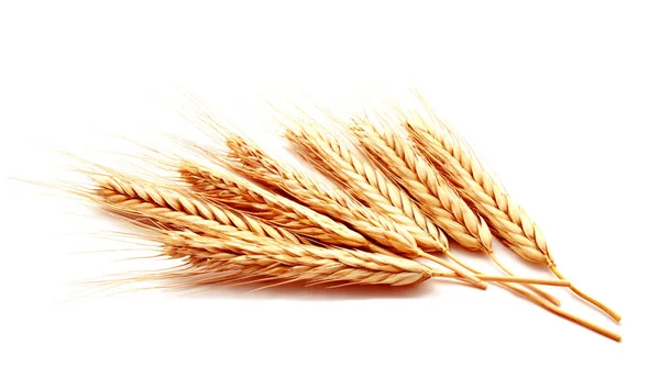 Кукурудза Пшеничних Вух Ізольована Білому Тлі Крупним Планом — стокове фото