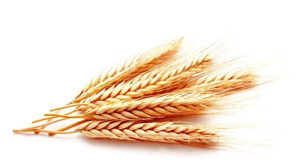 Кукурудза Пшеничних Вух Ізольована Білому Тлі Крупним Планом — стокове фото