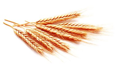 Beyaz bir arka plan üzerinde izole buğday kulak Mısır yakın çekim