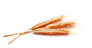 Beyaz bir arka plan üzerinde izole buğday kulak Mısır yakın çekim