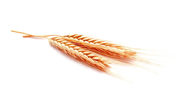 Пшеничные Уши Кукурузы Изолированы Белом Фоне Близко — стоковое фото
