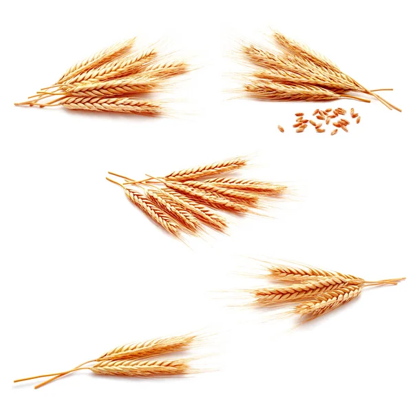 Коллекция Фотографий Пшеничные Уши Кукурузы Изолированы Белом Фоне Крупным Планом — стоковое фото