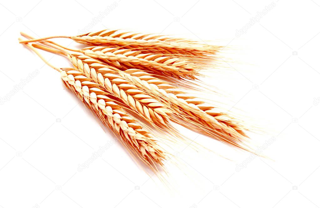 Wheat ears corn isolated on a white background close up
