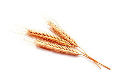 Beyaz bir arka plan üzerinde izole buğday kulak Mısır yakın çekim