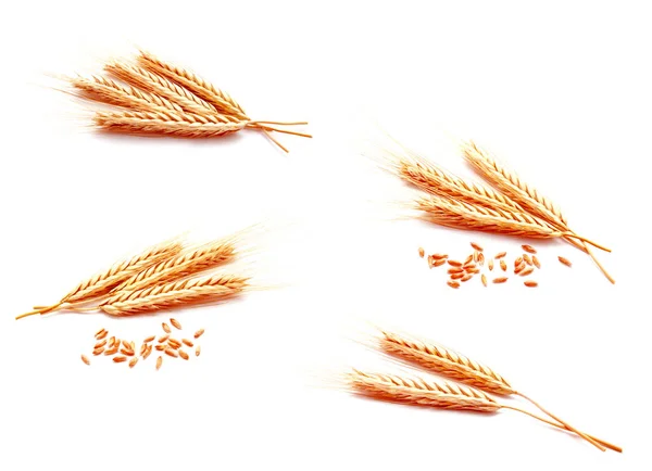 Колекція Фотографій Пшеничних Вух Кукурудзи Ізольовані Білому Тлі Крупним Планом — стокове фото