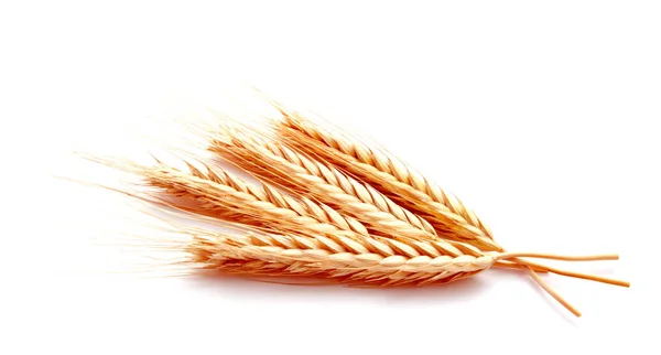 Zblízka Pšenice Uši Kukuřice Izolovaných Bílém Pozadí — Stock fotografie
