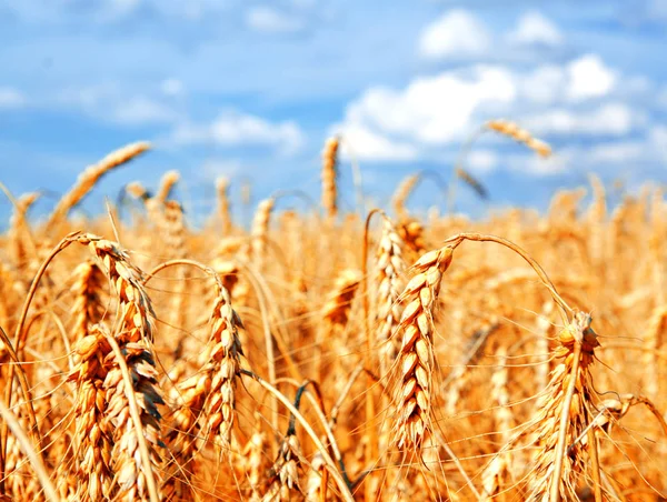 黄金の耳と青空のクローズ アップを熟成麦畑の背景 — ストック写真