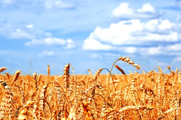 黄金の耳と青空のクローズ アップを熟成麦畑の背景 — ストック写真