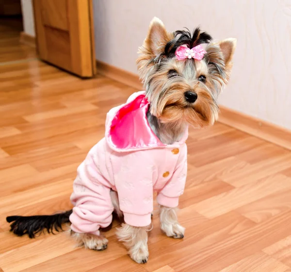弓のクローズ アップと衣類の美しい子犬ヨークシャー テリア — ストック写真