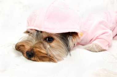 Güzel köpek yavrusu yorkshire korkunç kanepe closeup yalan yay ile giyim