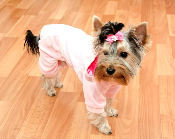 Beautiful Puppy Yorkshire Terrier Clothing Bow Floor Closeup — Stock Photo, Image