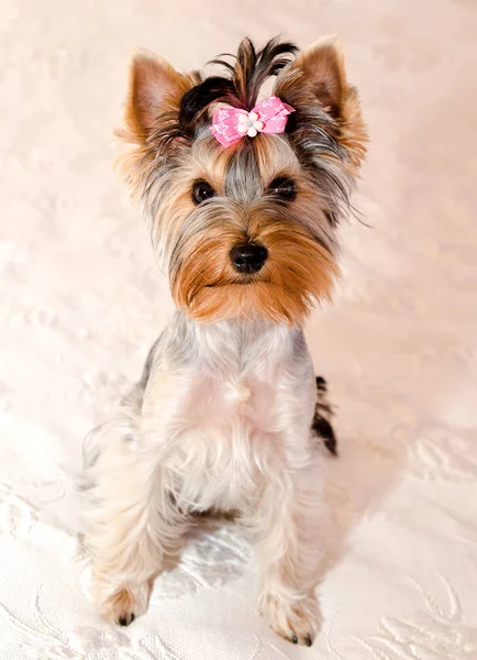 Hermoso Perrito Yorkshire Terrier Con Arco Primer Plano — Foto de Stock