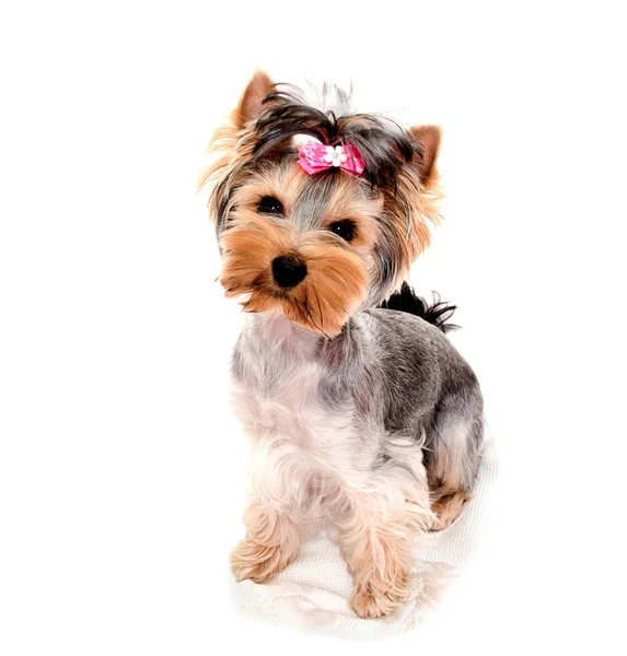 Güzel Köpek Yavrusu Yorkshire Terrier Üzerinde Beyaz Bir Closeup Izole — Stok fotoğraf