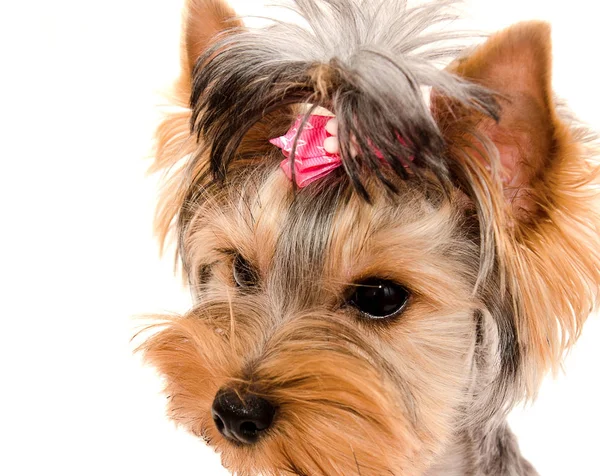 Hermoso Perrito Yorkshire Terrier Con Arco Aislado Primer Plano Blanco — Foto de Stock