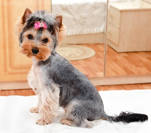 Pruva Güzel Köpek Yavrusu Yorkshire Terrier — Stok fotoğraf