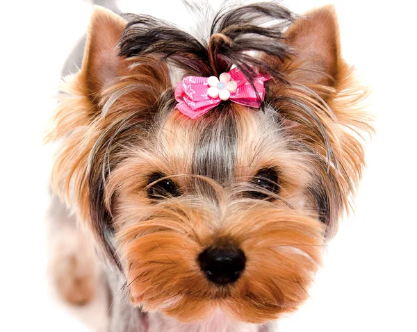 Beautiful Puppy Yorkshire Terrier Bow Isolated White Closeup — Stock Photo, Image