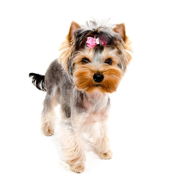 Hermoso Perrito Yorkshire Terrier Con Arco Aislado Primer Plano Blanco — Foto de Stock