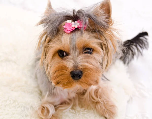 Beautiful funny puppy yorkshire terrier with bow — Stock Photo, Image