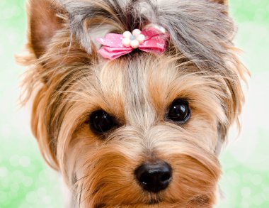 Bir g izole yay ile güzel komik köpek yorkshire terrier