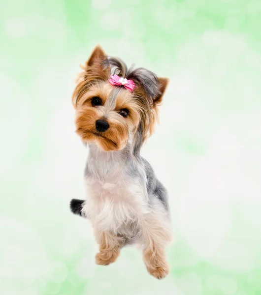 Hermoso perrito divertido yorkshire terrier con arco aislado en un g — Foto de Stock