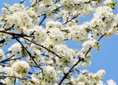 Kiraz elma çiçekleri ve mavi gökyüzü bahar çiçekleri 