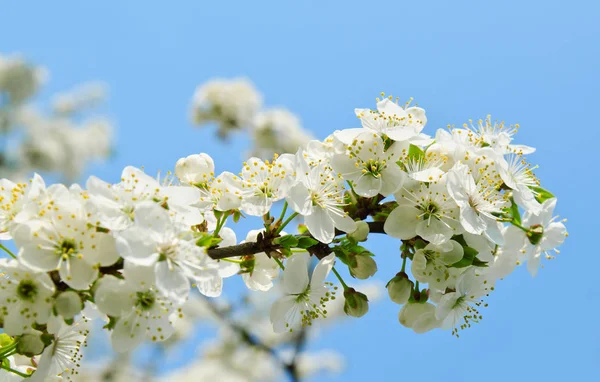 Kiraz elma çiçekleri ve mavi gökyüzü bahar çiçekleri — Stok fotoğraf