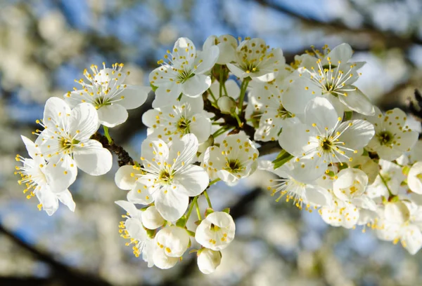 Cherry appel bloesem en blauwe hemel Lentebloemen — Stockfoto