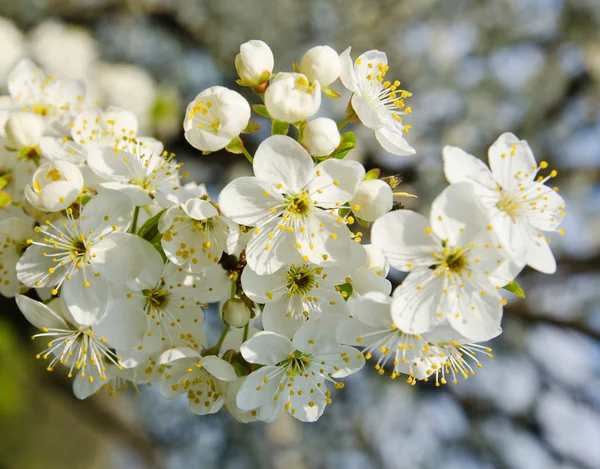 Cherry appel bloesem en blauwe hemel Lentebloemen — Stockfoto