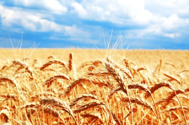 Altın kulakları olgunlaşma ile buğday alanının arka plan 