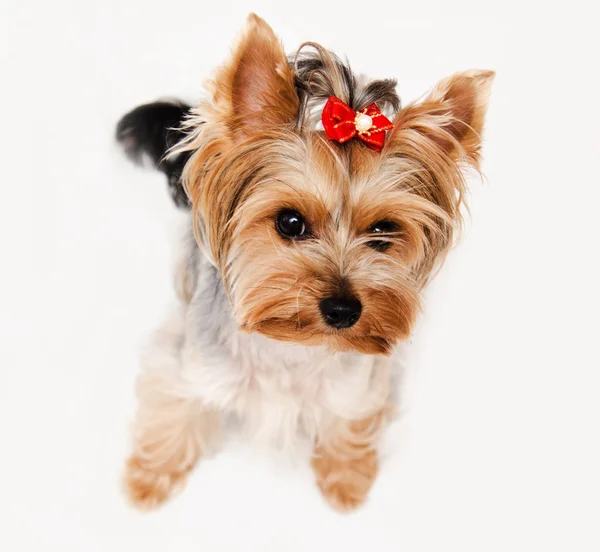 Yay izole ile güzel komik köpek yorkshire terrier — Stok fotoğraf