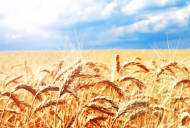 Altın kulakları olgunlaşma ile buğday alanının arka plan 