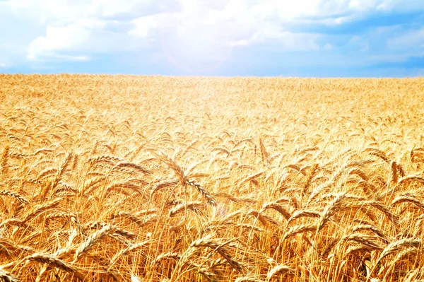 Fondo del campo de trigo con espigas doradas de maduración —  Fotos de Stock