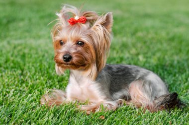 Köpek evcil hayvanı Yorkshire Teriyeri yaz günü açık havada parkta yürüyüşe çıkmış.