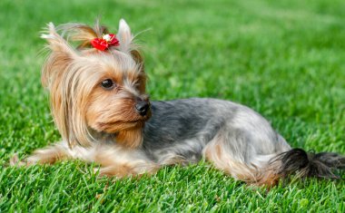 Köpek evcil hayvanı Yorkshire Teriyeri yaz günü açık havada parkta yürüyüşe çıkmış.