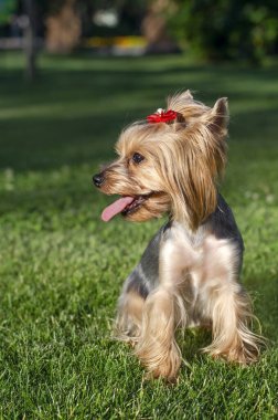 Köpek evcil hayvanı Yorkshire Teriyeri yaz günü açık havada parkta yürüyüşe çıkmış.