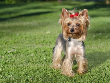 Köpek evcil hayvanı Yorkshire Teriyeri yaz günü açık havada parkta yürüyüşe çıkmış.